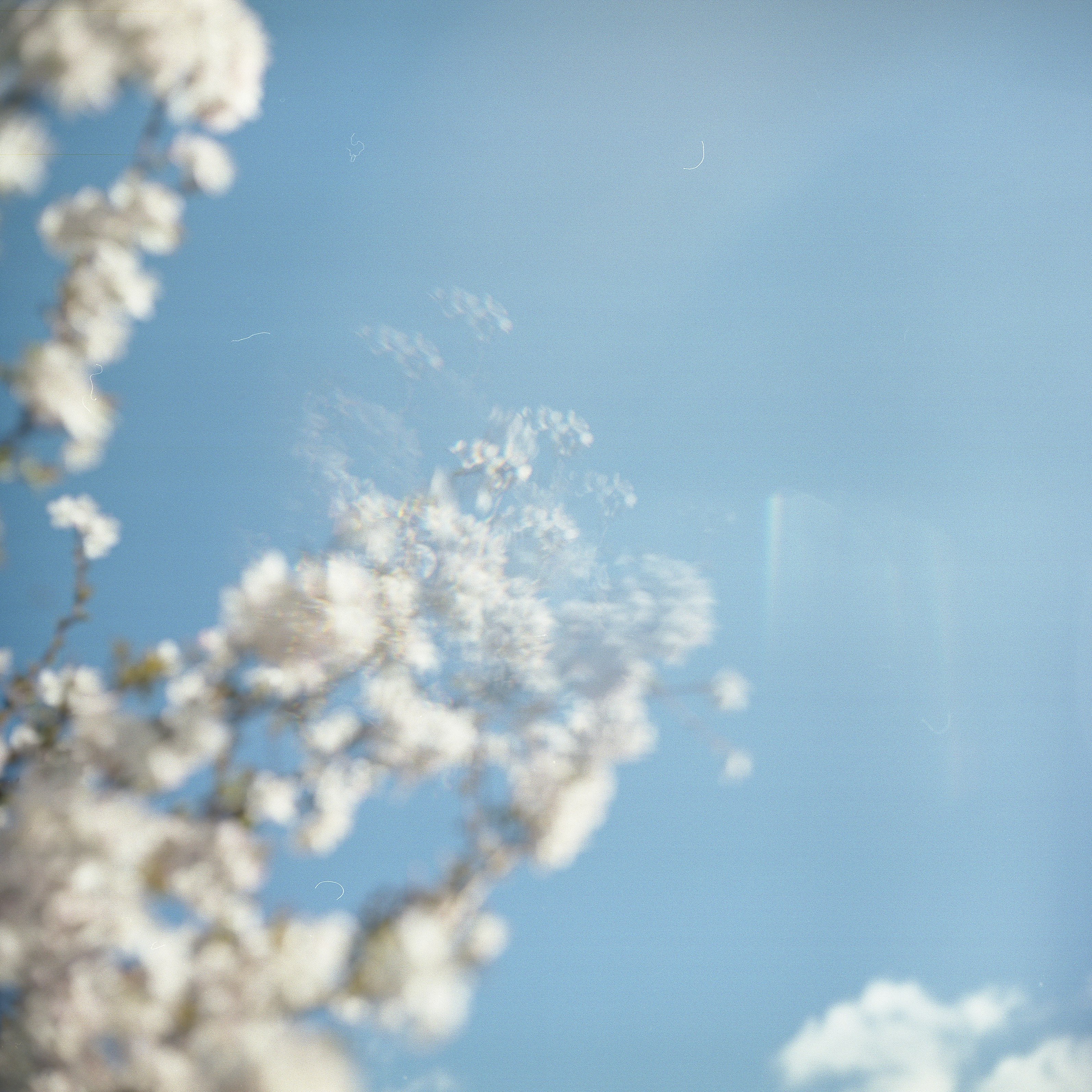 white-petaled flower